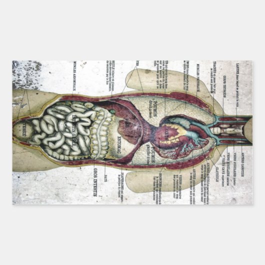Autocollant d'anatomie vintage (Devant)