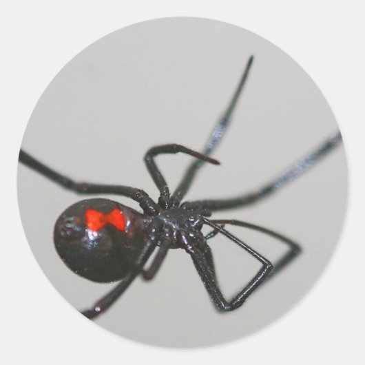 Autocollant d'araignée noire (Devant)