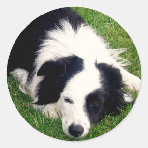 Autocollant de border collie