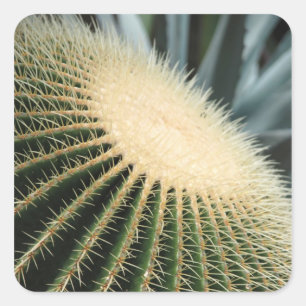 Autocollant de cactus