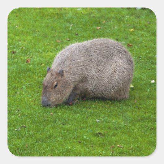 Autocollant de capybara (Devant)