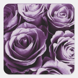 Autocollant de Carré Rose du bouquet de rose viole