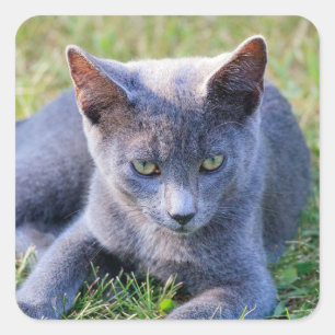 Autocollant de chat