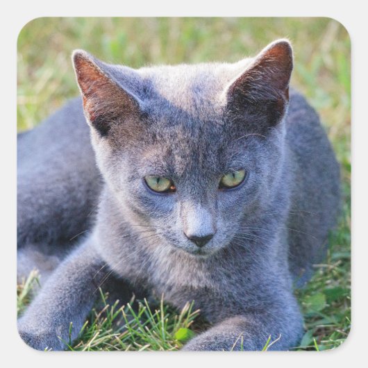 Autocollant de chat (Devant)