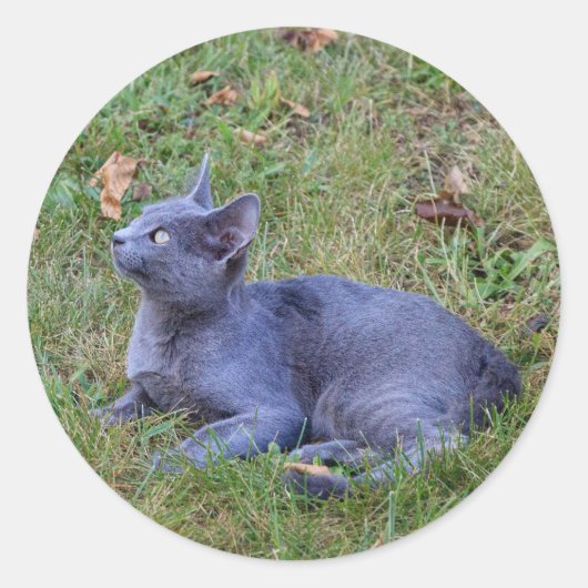 Autocollant de chat (Devant)