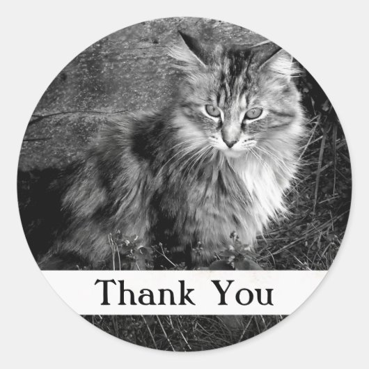 Autocollant de chat Maine Coon Merci (Devant)