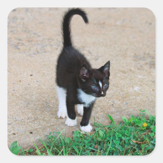 Autocollant de chaton (Devant)