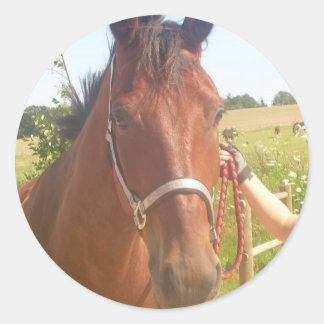 Autocollant de cheval - heste klistermæ rke