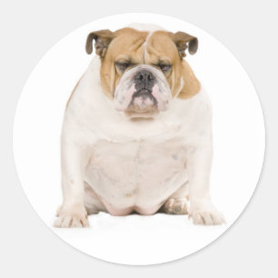 Autocollant de chiot Bouledogue Anglais