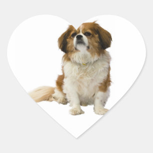 Autocollant de chiot Cavalier King Charles Spaniel
