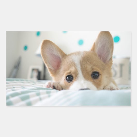 autocollant de chiot de corgi (Devant)