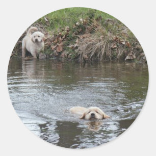 Autocollant de chiots de golden retriever