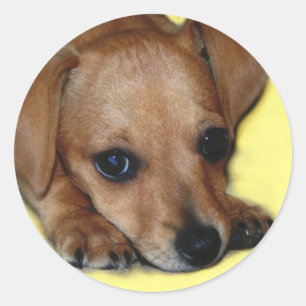 Autocollant de Chiweenie