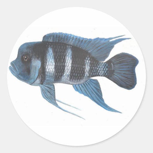 Autocollant de Cichlid de frontosa de Cyphotilapia (Devant)