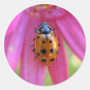 Autocollant de coccinelle