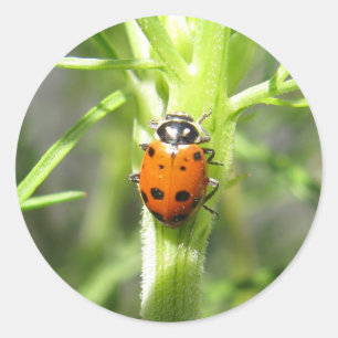 Autocollant de coccinelle