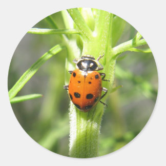 Autocollant de coccinelle