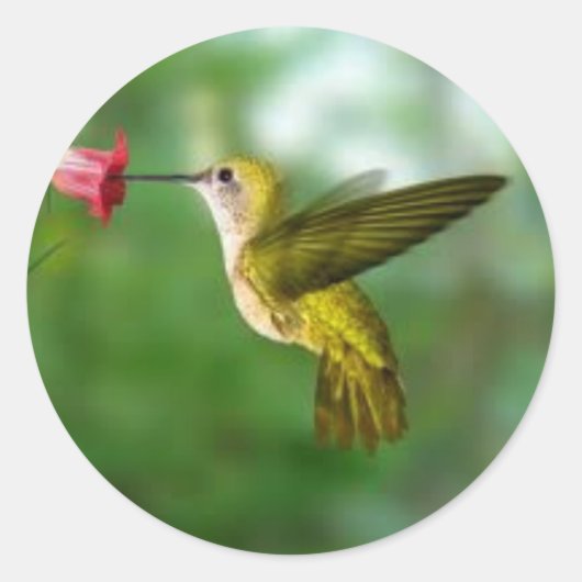 autocollant de colibri (Devant)
