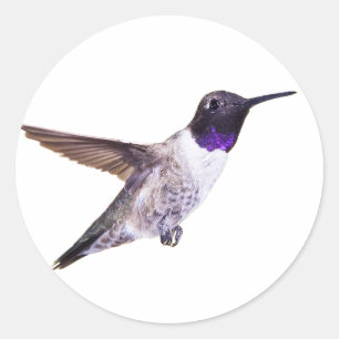 Autocollant de colibri à manne noire