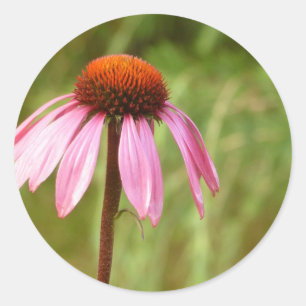 Autocollant de Coneflower