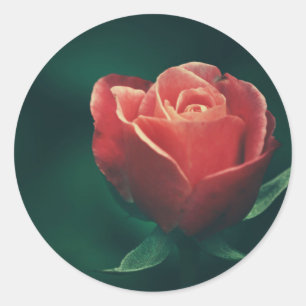Autocollant de Faveur de Mariage Fleur de Rose Rou