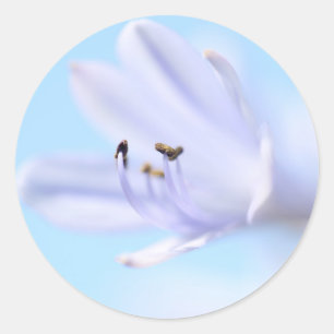 Autocollant de Fête de Mariage Fleur Bleue Violett