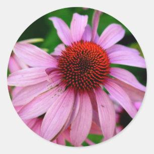 autocollant de fleur d'échinacée rose