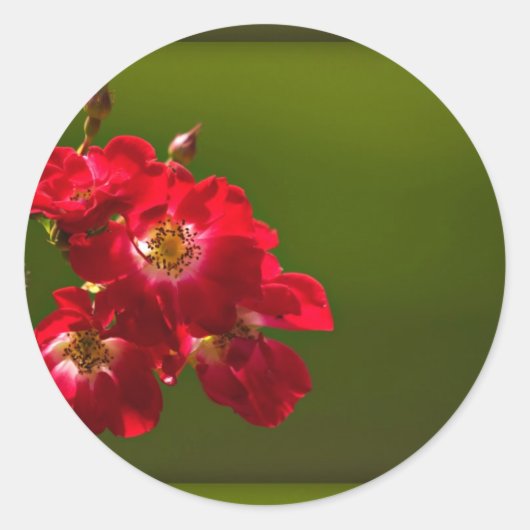 Autocollant de fleur rouge (Devant)