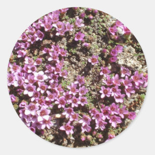 Autocollant de fleur suisse Alpine Purple Saxifrag