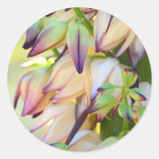 autocollant de fleurs de yucca (Devant)