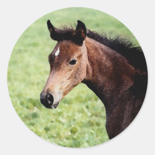 Autocollant de Foal Arabian