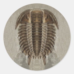 Autocollant de fossile de Trilobite