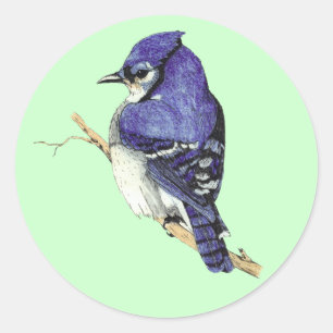 Autocollant de geai bleu
