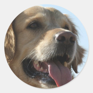 Autocollant de golden retriever