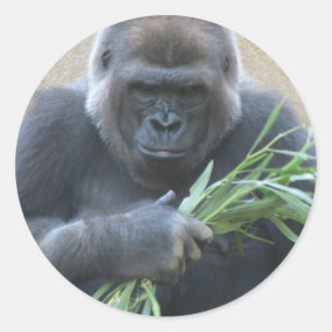 Autocollant de gorille de Silverback