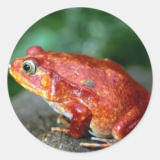 Autocollant de grenouille (Devant)