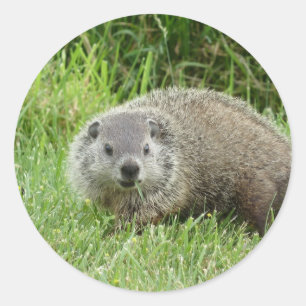 Autocollant de Groundhog