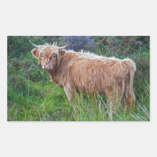 Autocollant de jeune vache des Highlands (Devant)