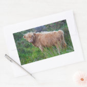 Autocollant de jeune vache des Highlands (Enveloppe)