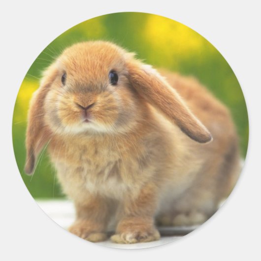 Autocollant de lapin mignon (Devant)