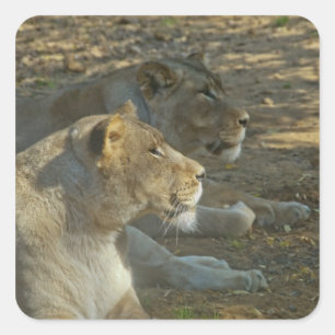 Autocollant de lions