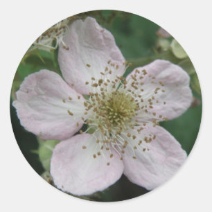 Autocollant de macro à fleur de Blackberry