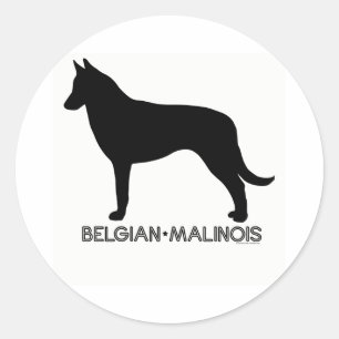 Autocollant de Malinois de Belge