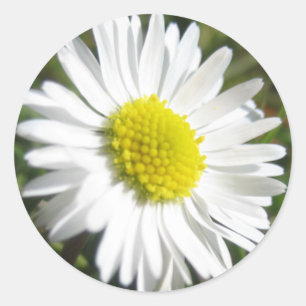 Autocollant de marguerite