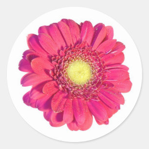 autocollant de marguerite