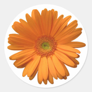 Autocollant de marguerite de Gerber
