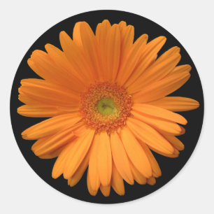 Autocollant de marguerite de Gerber