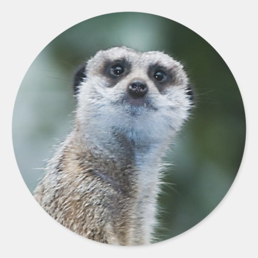 Autocollant de Meerkat (Devant)