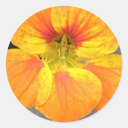 Autocollant de Nasturtium (Devant)