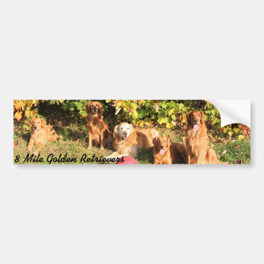 Autocollant de pare-chocs Golden Retriever de 8 mi (Devant)